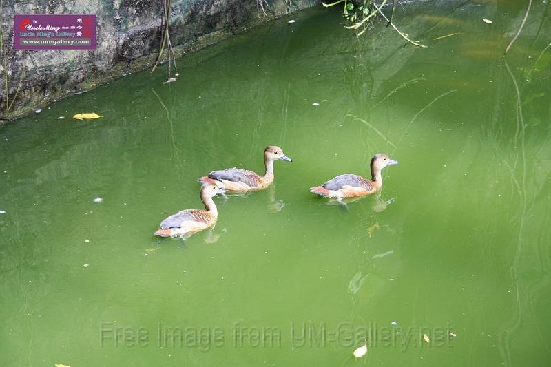 090410IMG_sk_0758birdparadise (32).JPG